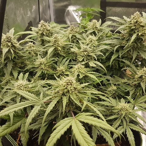 Northern Lights Automatic growlog timeline photo
