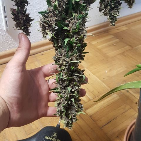 Purplematic CBD growlog timeline photo