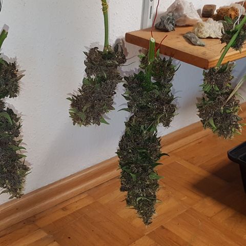Purplematic CBD growlog timeline photo