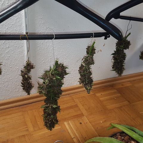 Purplematic CBD growlog timeline photo
