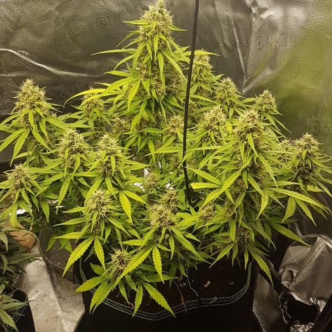 Solomatic CBD growlog timeline photo