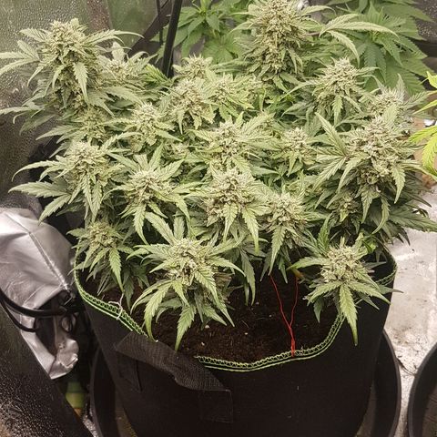 Northern Lights Automatic growlog timeline photo