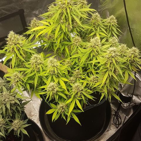 Solomatic CBD growlog timeline photo