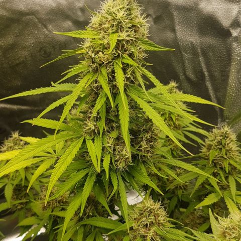Solomatic CBD growlog timeline photo