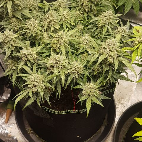 Northern Lights Automatic growlog timeline photo