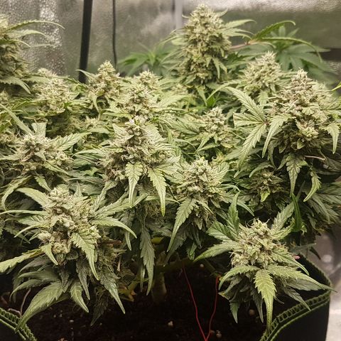 Northern Lights Automatic growlog timeline photo