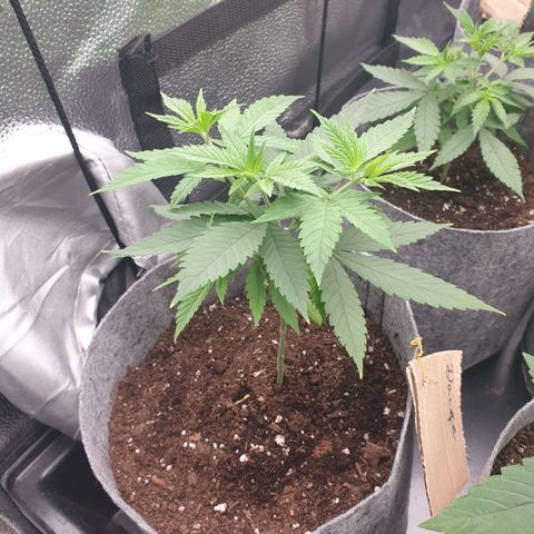 Dance World growlog timeline photo