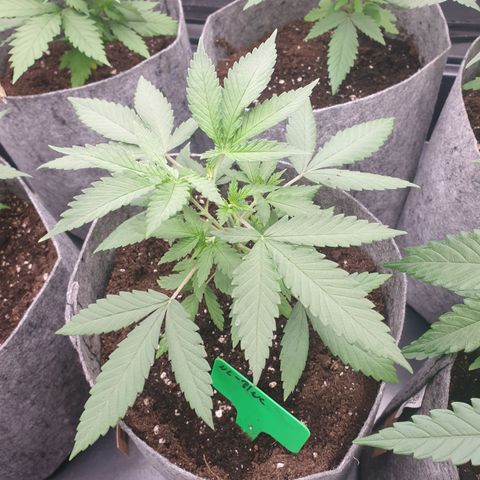 Northern Light Blue THC Free growlog timeline photo