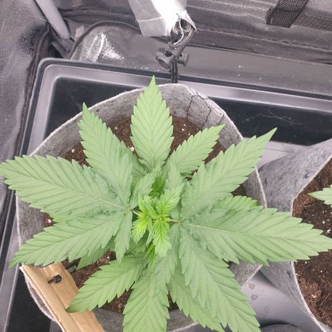 Euphoria RQS growlog timeline photo