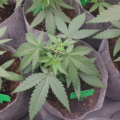 Tatanka G #7 growlog timeline photo