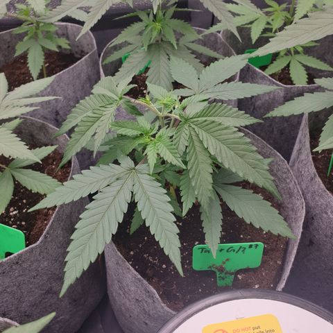 Tatanka G #7 growlog timeline photo