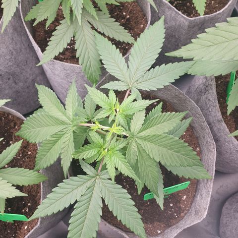 Tatanka G #7 growlog timeline photo