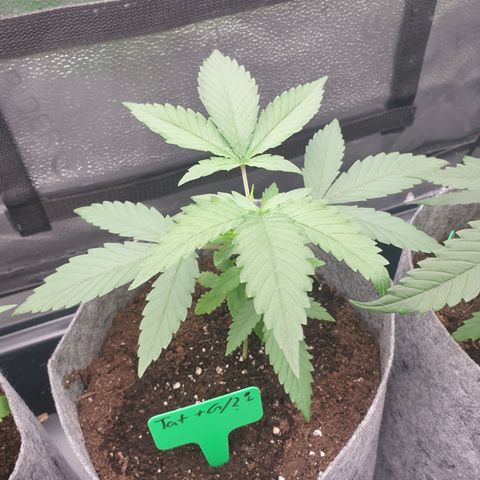 Tatanka G #2 growlog timeline photo