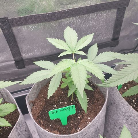 Tatanka G #2 growlog timeline photo
