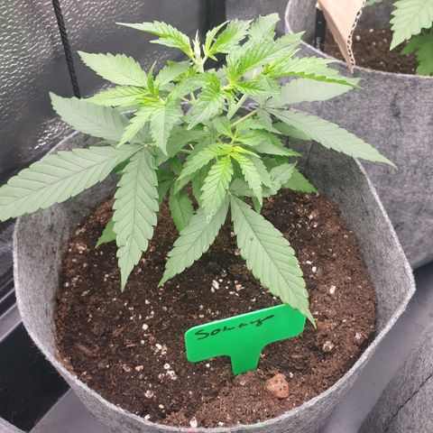 Somango XL growlog timeline photo