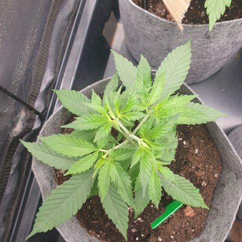 Somango XL growlog timeline photo