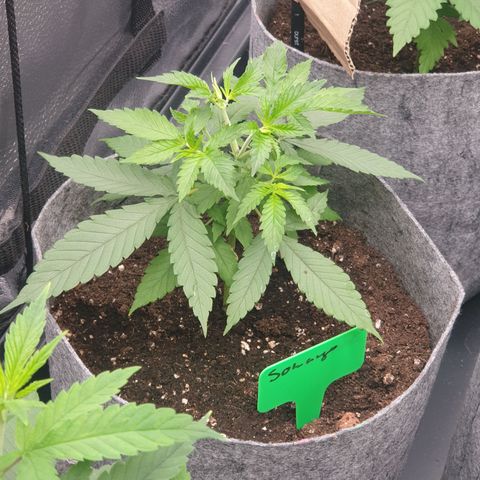 Somango XL growlog timeline photo