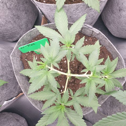 Northern Light Blue THC Free growlog timeline photo