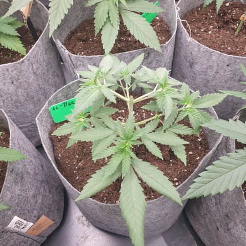 Northern Light Blue THC Free growlog timeline photo