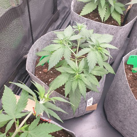 Somango XL growlog timeline photo
