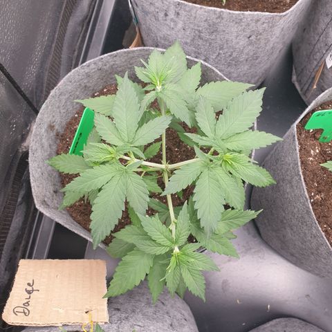 Somango XL growlog timeline photo