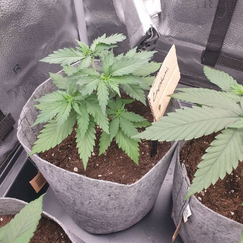 Euphoria RQS growlog timeline photo