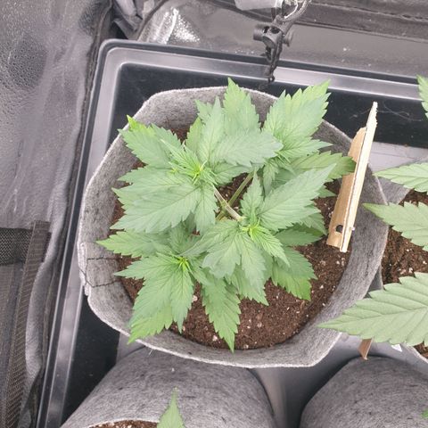 Euphoria RQS growlog timeline photo