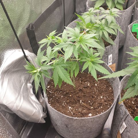 Dance World growlog timeline photo