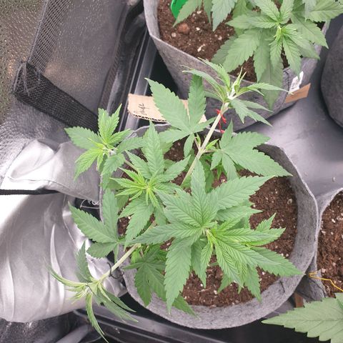 Dance World growlog timeline photo