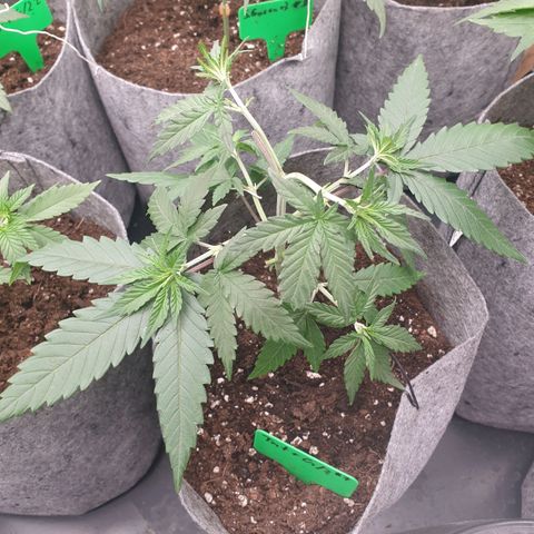 Tatanka G #7 growlog timeline photo