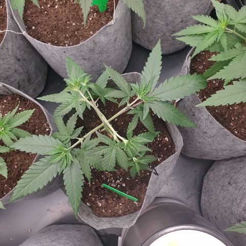 Tatanka G #7 growlog timeline photo