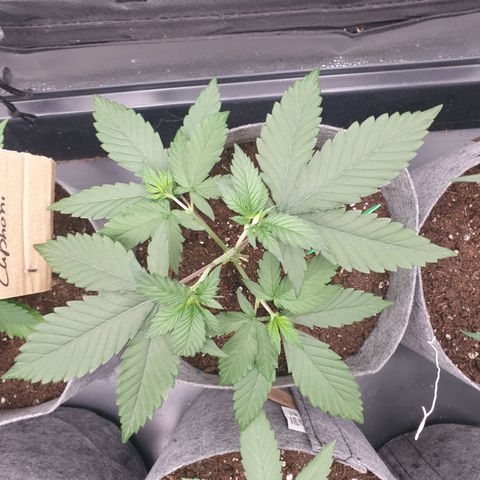Tatanka G #2 growlog timeline photo