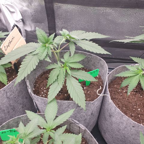 Tatanka G #2 growlog timeline photo