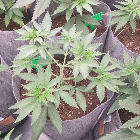 Northern Light Blue THC Free growlog timeline photo