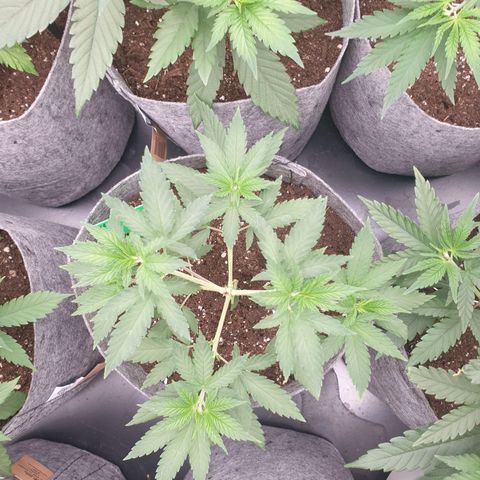 Northern Light Blue THC Free growlog timeline photo