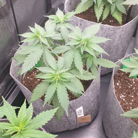 Somango XL growlog timeline photo