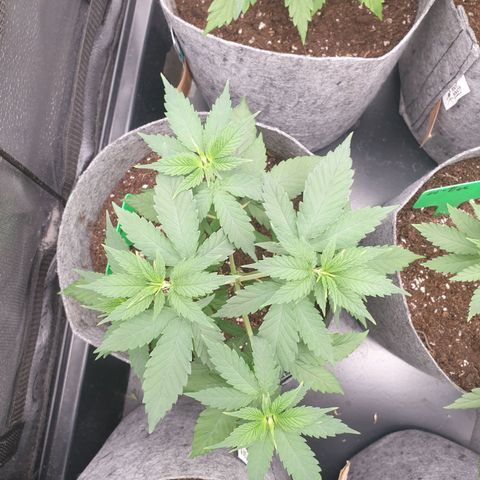 Somango XL growlog timeline photo