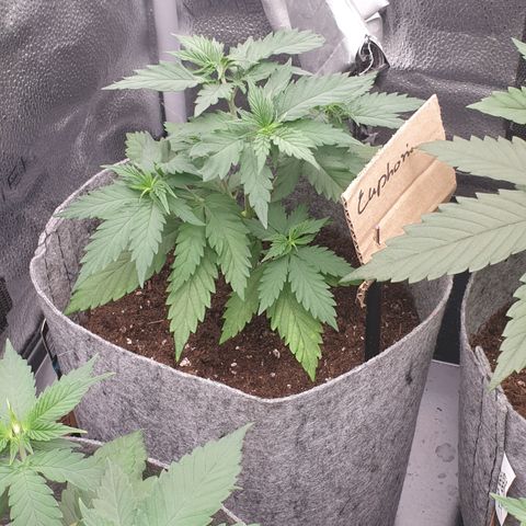 Euphoria RQS growlog timeline photo