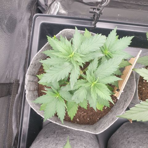 Euphoria RQS growlog timeline photo