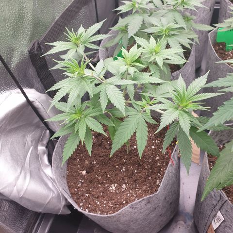 Dance World growlog timeline photo