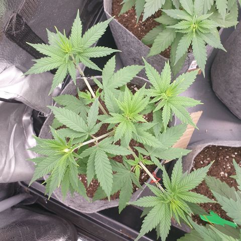 Dance World growlog timeline photo