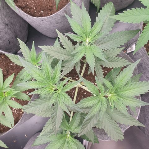 Tatanka G #7 growlog timeline photo