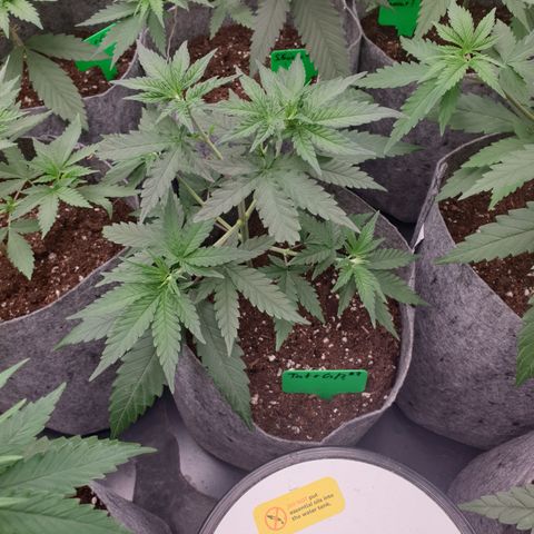 Tatanka G #7 growlog timeline photo