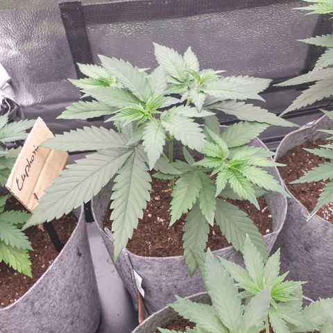 Tatanka G #2 growlog timeline photo