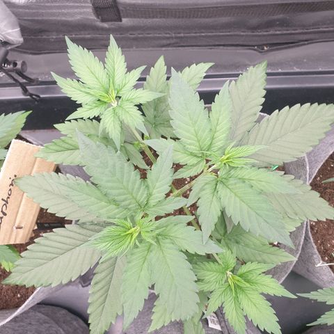 Tatanka G #2 growlog timeline photo