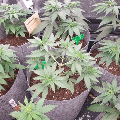 Northern Light Blue THC Free growlog timeline photo