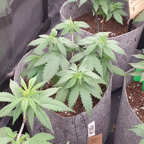 Somango XL growlog timeline photo