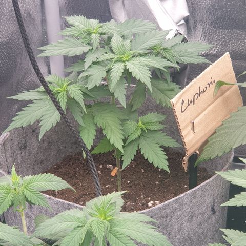 Euphoria RQS growlog timeline photo