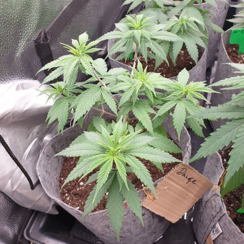 Dance World growlog timeline photo