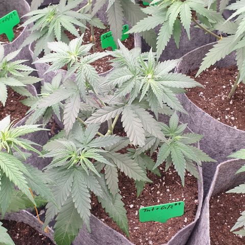 Tatanka G #7 growlog timeline photo